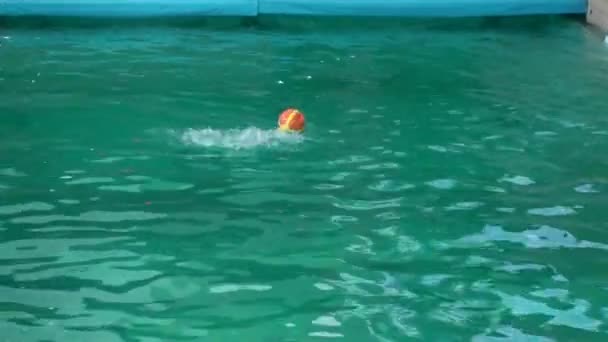 White Dolphin Dolphin Swims Pool Water Plays Ball — Stock Video