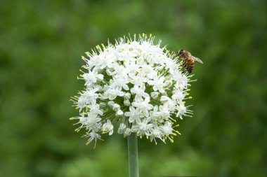 Bulanık arka planda çiçek açan soğan. Çiçekteki arı..