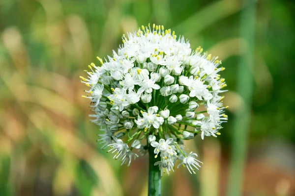 Kvetoucí Cibule Rozmazaném Pozadí — Stock fotografie