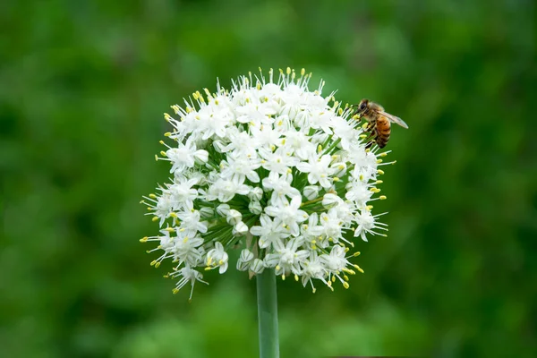背景がぼやけたタマネギを咲かせます 花の上で蜂 — ストック写真