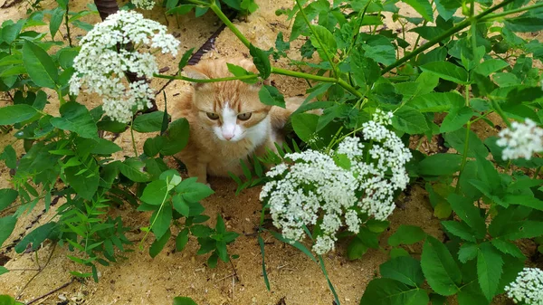 猫は暑さから花の陰に隠れる — ストック写真