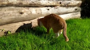 Kedi sedge yer. Kızıl bir kedi evin arka bahçesinde çimenlerde yürüyor..