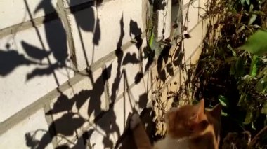Kedi tuğla duvarda sürünen bir peygamber devesi ile oynuyor. Kızıl kedi ve böcek..