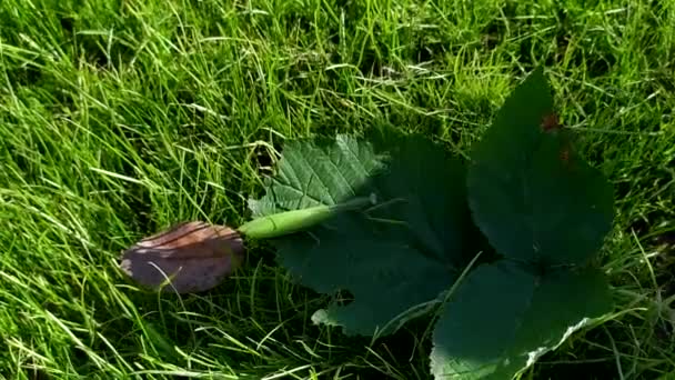 Комахи Моляться Мантиси Повзають Зеленій Траві — стокове відео