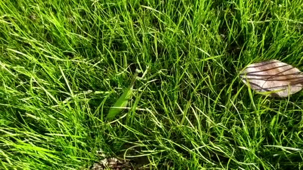 Insekt Gottesanbeterin Kriecht Auf Rasen — Stockvideo