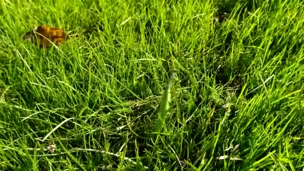 Bidsprinkhaan Van Dichtbij Het Insect Kruipt Het Gras — Stockvideo
