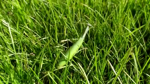 マンティス 虫は芝生の上を這っている — ストック動画
