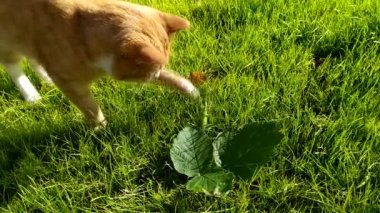 Kedi, çimenlerde dua eden bir böcekle oynuyor..
