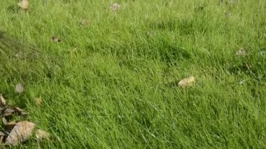 Yeşil çimen yapraklarla kaplıdır. Çimlerden sonbahar yaprakları topluyorum..