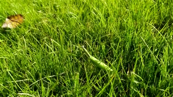 芝生の上に祈りのカマキリが這っている — ストック動画