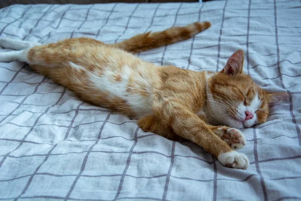 Gato Estira Gato Jengibre Acuesta Cama Relaja —  Fotos de Stock