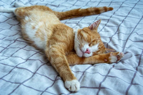 Gato Jengibre Estira Gato Acuesta Cama Relaja — Foto de Stock