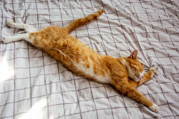 Das Ingwerkätzchen Liegt Ausgebreitet Auf Dem Bett Die Katze Lügt — Stockfoto