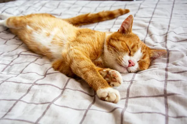 Γάτα Βρίσκεται Απέναντι Από Κρεβάτι Κοκκινότριχο Γατάκι Είναι Απλωμένο Στο — Φωτογραφία Αρχείου