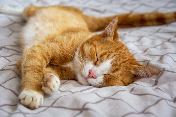 寝てる猫 生姜子猫はベッドの上に横たわる 猫のマズルのクローズアップ — ストック写真