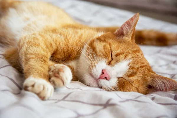Kedi uykuda. Bir kedinin ağızlık yakın çekim. Zencefilli kedi yavrusu yatakta yatıyor..
