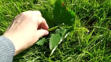 Peygamber devesi. Elimizde bir böcek var. Çimlerin üzerinde yeşil peygamber devesi.