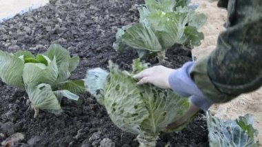 Lahana. Bir kadın sebze bahçesindeki sırtta lahana yaprakları topluyor..
