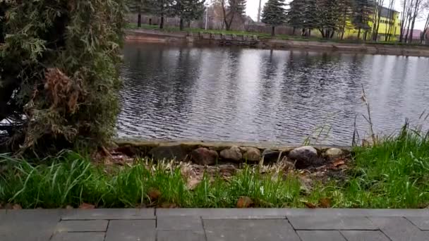 Parque Lake City Ripear Superficie Del Agua Caída Tardía — Vídeo de stock