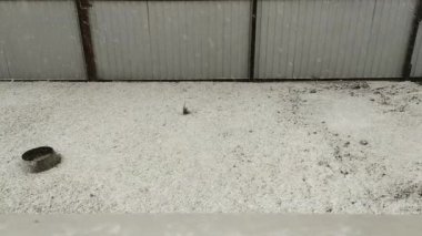 Çimlere kar yağıyor. İlk kar sonbaharda çimenleri kapladı..