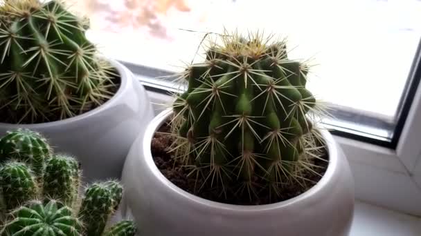 Dikenli Kaktüs Pencere Kenarındaki Vazoda Duran Bir Kaktüs Çiçeği — Stok video