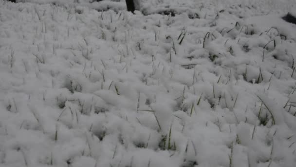 Sneeuw Het Gras Eerste Sneeuw Bedekt Het Gazon Gras Herfst — Stockvideo