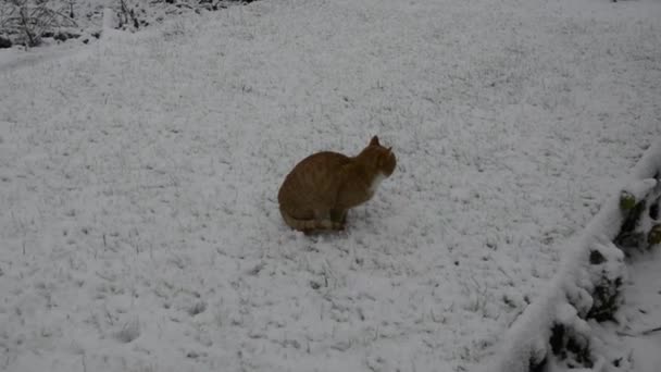 雪の中の猫 雪に覆われた芝生の上をジンジャー猫が歩く — ストック動画