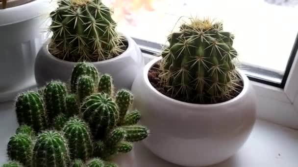 Fiori Spinosi Fiore Cactus Sta Vaso Sul Davanzale Della Finestra — Video Stock