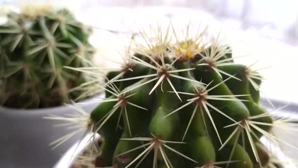 Thorny Cacti Vit Gryta Kaktusblomma Står Vas Fönsterbrädan — Stockvideo