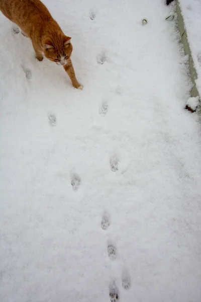 Kočičí Stopy Sněhu Zrzavá Kočka Kráčí Sněhu — Stock fotografie