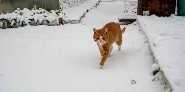 고양이 눈덮인 고양이 — 스톡 사진