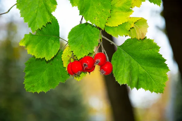 Hawthorn Bulanık Arka Planda Yeşil Yapraklı Kırmızı Meyveler Doğal Arkaplan — Stok fotoğraf