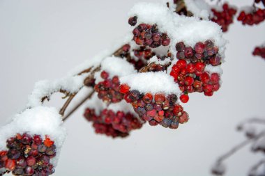 Rowan karda. Aralık 'ta Rowan meyveleri.