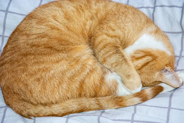 Schlafendes Ingwerkätzchen Die Katze Bedeckt Ihre Nase Mit Der Pfote — Stockfoto
