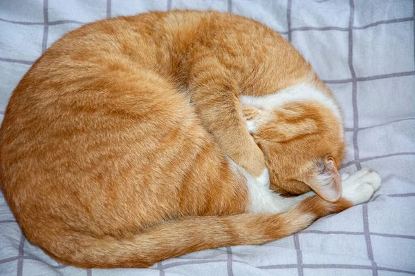 Die Katze Ist Einem Ball Zusammengerollt Und Schläft — Stockfoto