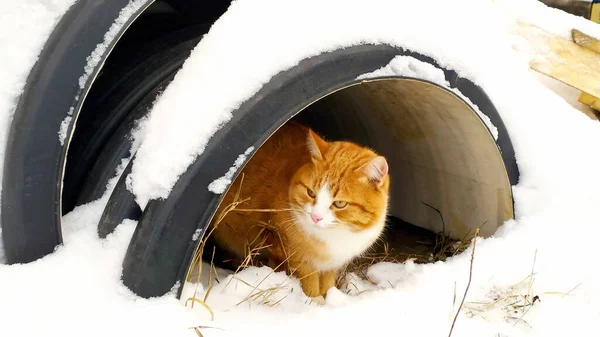 Rode Kat Het Poesje Verstopt Zich Een Schuilplaats Tegen Wind — Stockfoto