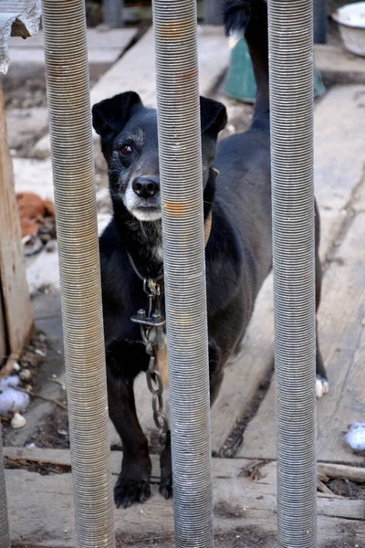 The dog looks from behind the bars. Black dog in the shelter\'s aviary.