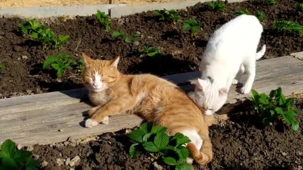 Twee Katten Lopen Door Het Land Gember Witte Katten Liggen — Stockvideo