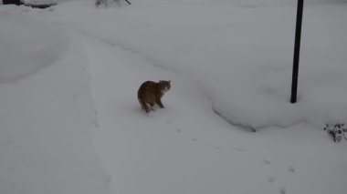 Evcil bir kedi bahçede karda yürüyor..
