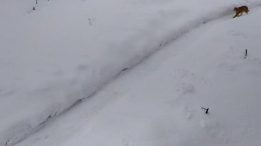 Kızıl bir kedi sebze bahçesinde karlı bir patika boyunca koşar..