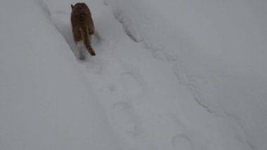 Kızıl bir kedi, karda bir adamın ayak izlerini takip ediyor..