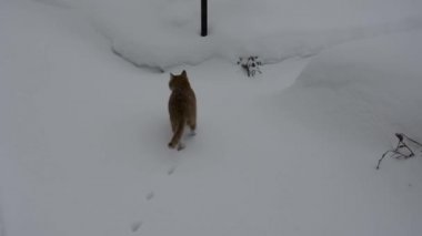 Kızıl bir kedi bir kış akşamı beyaz karda yürür ve arkasında izler bırakır..