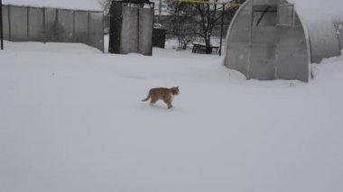 Kızıl kedi karda bahçede hoplayıp zıplıyor. Kedi karın altında yürüyor..