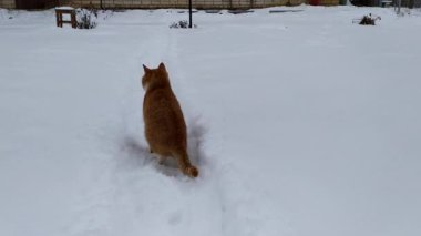 Kışın kar altında kızıl kedi.