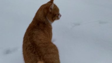 Kışın beyaz karın arka planında kızıl kedi.