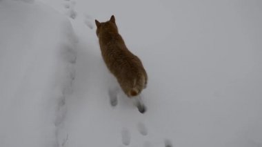 Kedi karda yürür. Kızıl kedi kışın bahçede yürür..