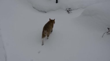 Kedi karda süzülür ve iz bırakır. Kızıl kedi kışın bahçede yürür..