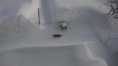 Kış bahçesinin en üst manzarası. Kedi karda yürür..