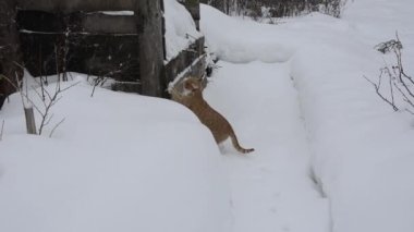 Kızıl kedi kardaki izleri takip ediyor. Kedi pençelerini tahta tahtada keskinleştirir..