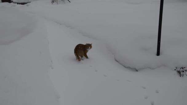 Μια Γάτα Περπατά Στο Χιόνι Στην Πίσω Αυλή — Αρχείο Βίντεο